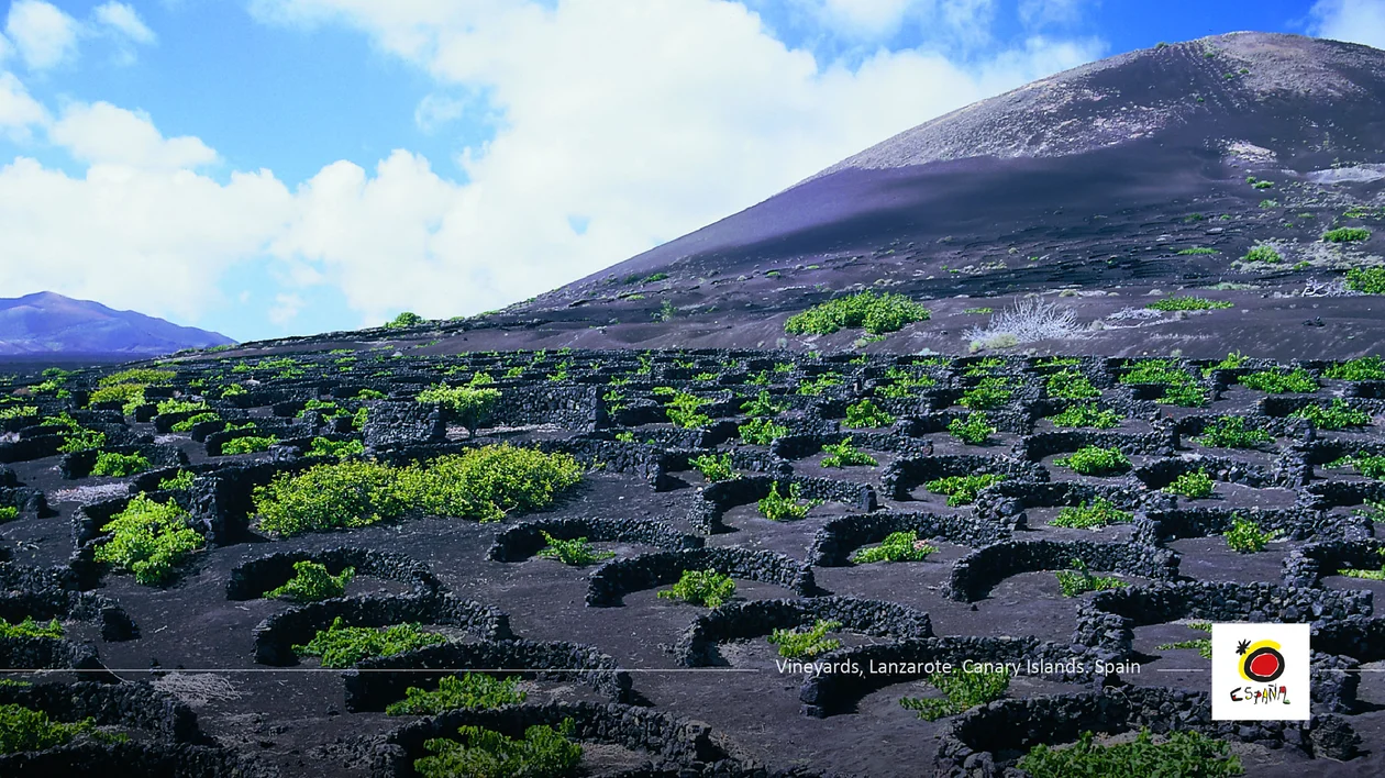 Terraced volcanic hillside with green plants in circular stone enclosures under a blue sky.