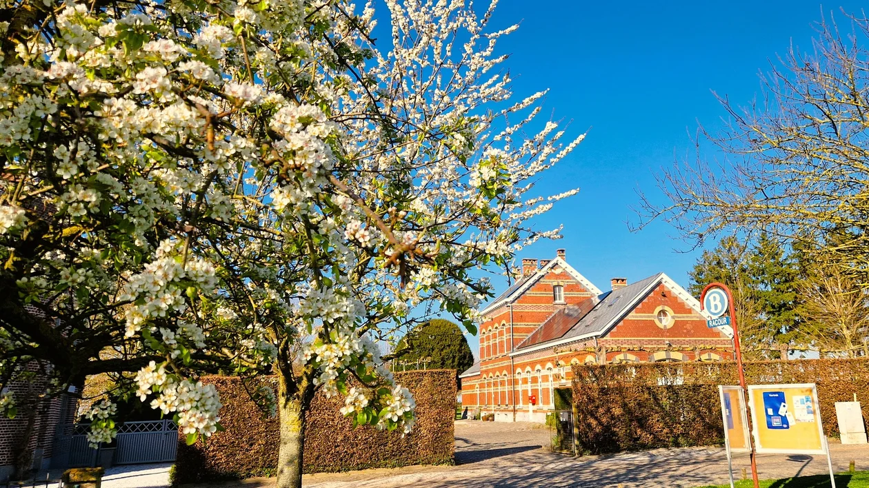Blooming tree in front of a red brick building on a sunny day.