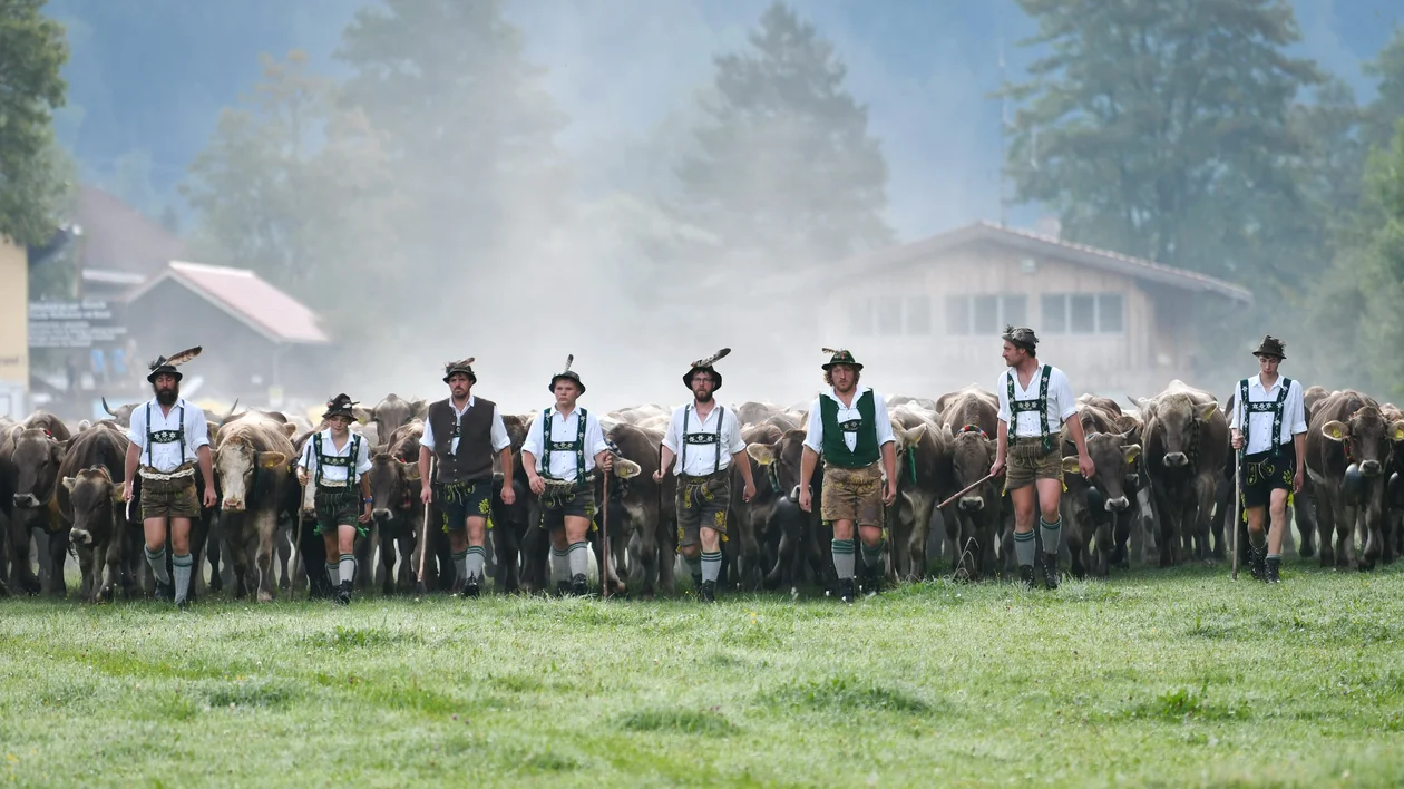 People in traditional clothing herding cows across a grassy field with buildings in the background.
