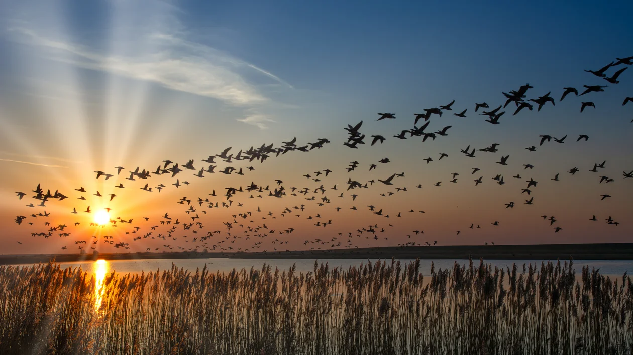 Flock of birds flying over a lake at sunset with tall grasses in the foreground.