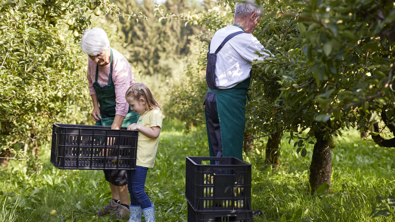 Elderly couple and young girl picking fruit in an orchard with black crates.