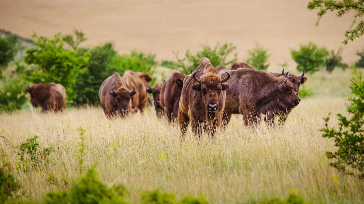 A herd of bison grazing in a grassy field with bushes and farmland in the background.