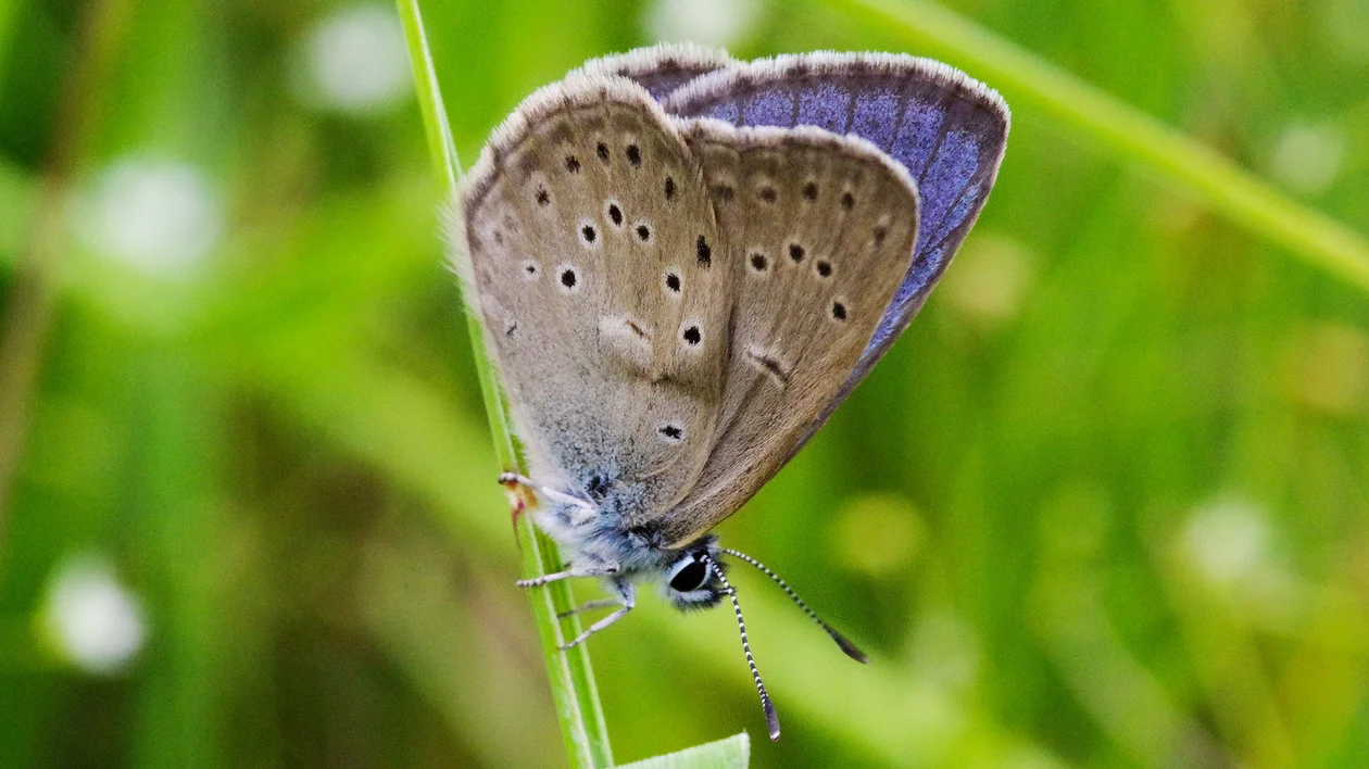 Brown butterfly with black spots perched on a green blade of grass.
