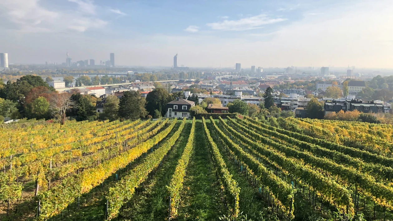 Green vineyard rows with a city skyline and blue sky in the background.