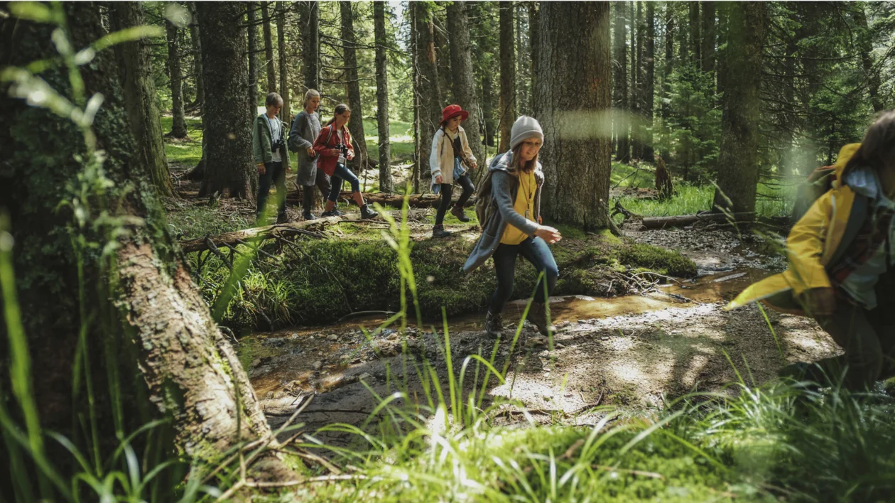 Children walking through a sunlit forest, crossing a small stream on logs.