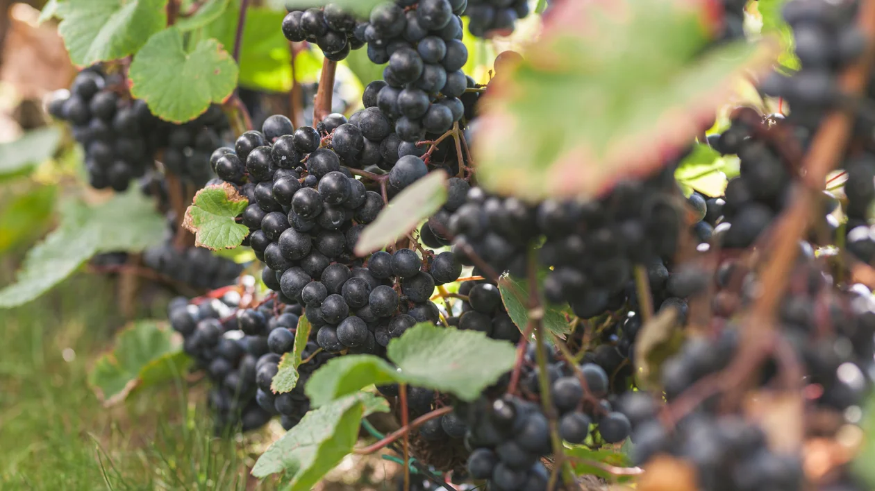 Clusters of ripe purple grapes hanging on vines with green leaves.