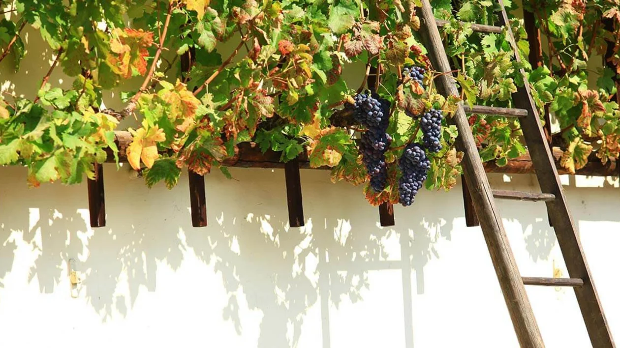 Grapevine with ripe purple grapes hanging over a white wall and wooden ladder.
