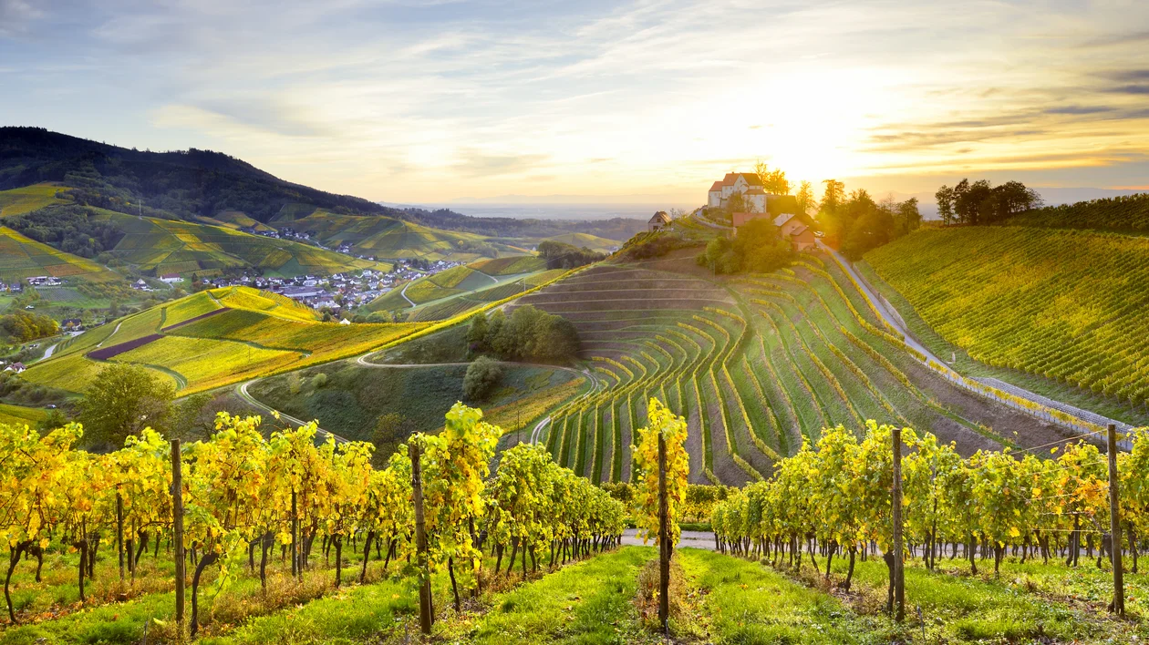 Vineyard hills at sunset with green rows of grapevines and a distant village.