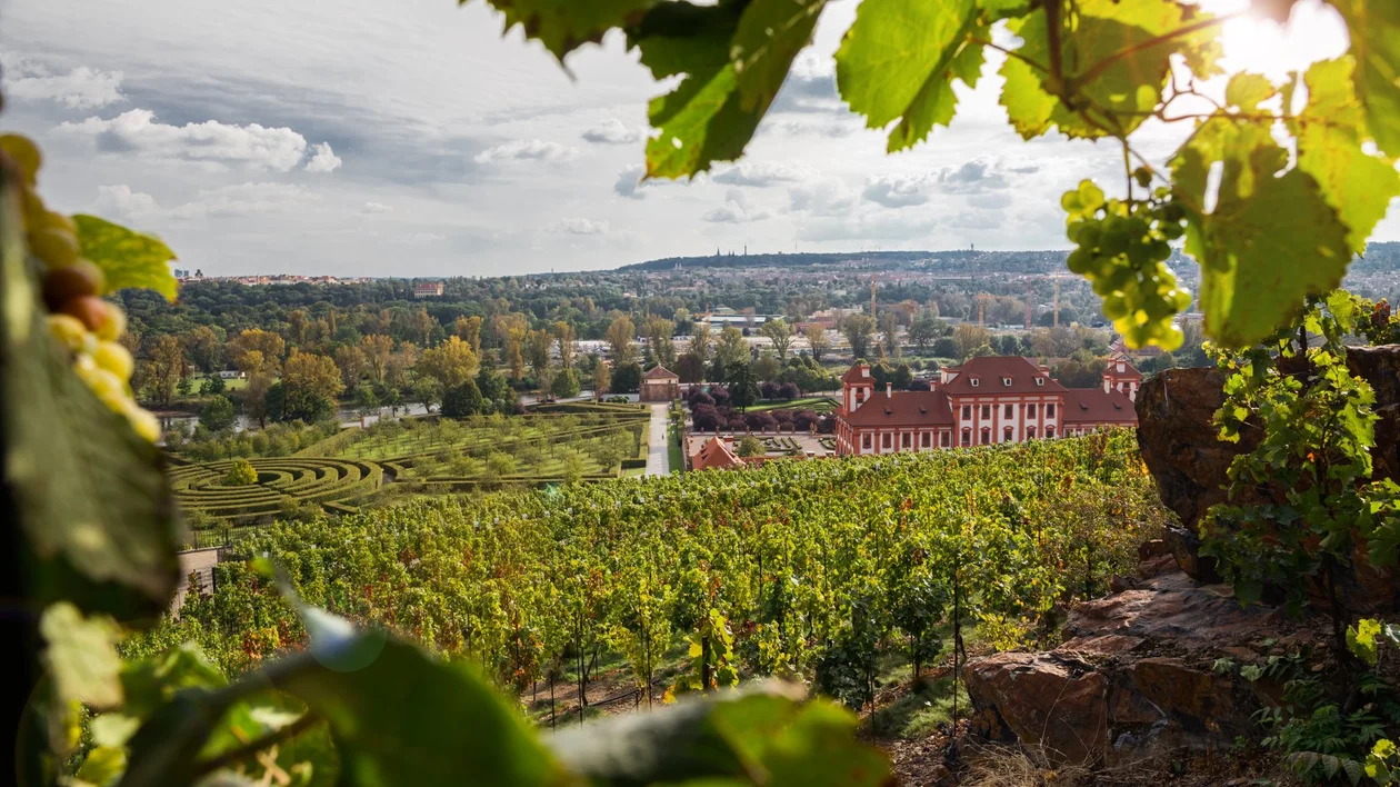 Vineyard with rows of grapevines, red-roofed building, and sunlit leaves in the foreground.