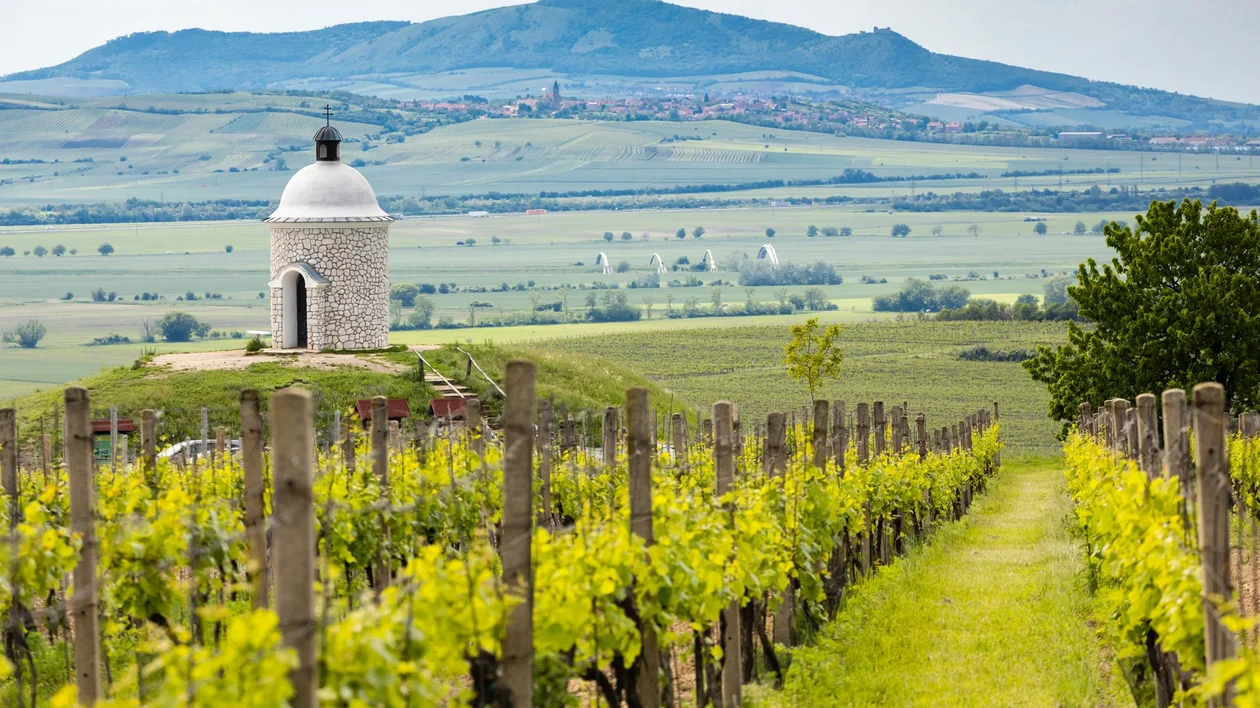 Vineyard rows leading to a small white chapel with hills in the background.