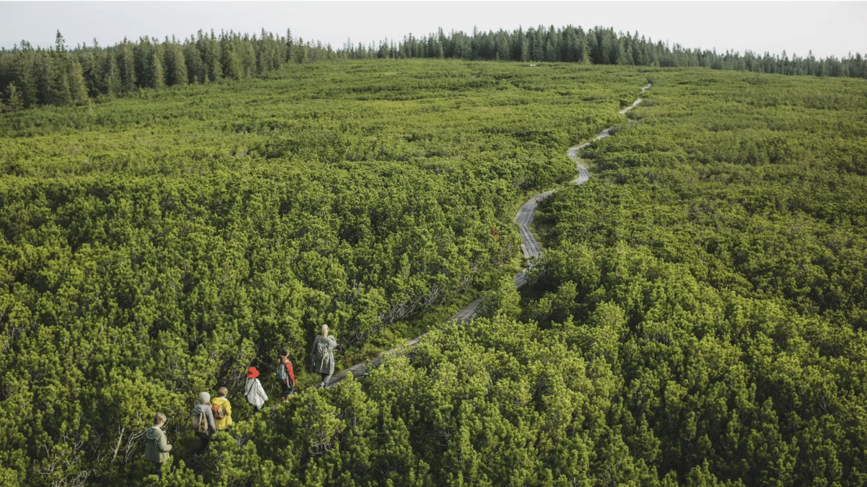 Hikers walking along a narrow trail through dense green shrubland toward a distant forest.