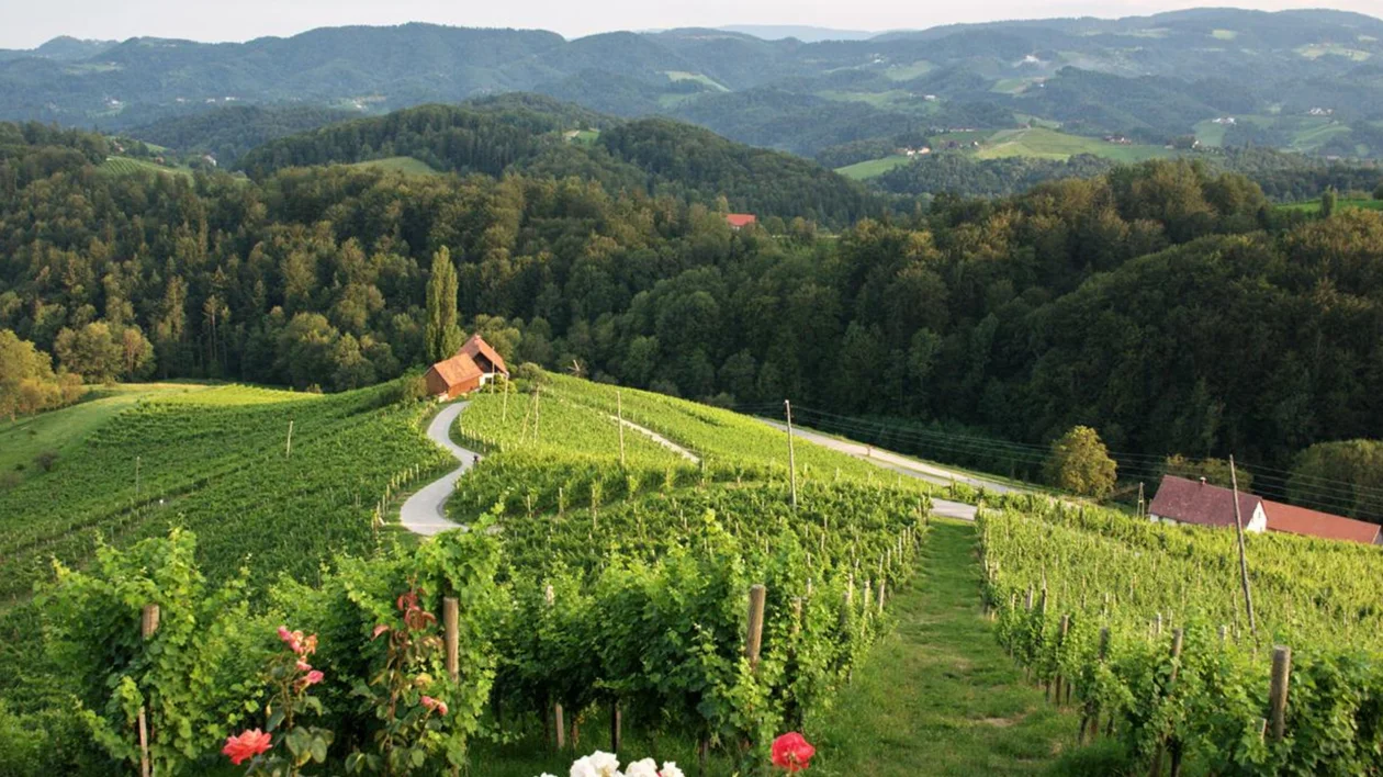 Winding road through a green vineyard on rolling hills with a forest in the background.