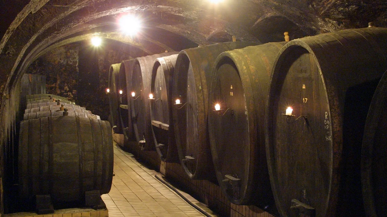 Large wooden barrels line the walls of a dimly lit wine cellar.