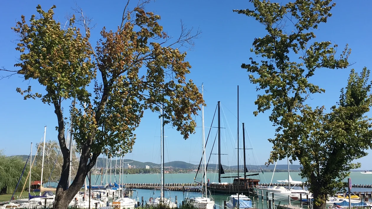 Sailboats docked at a marina behind two leafy trees under a clear blue sky.