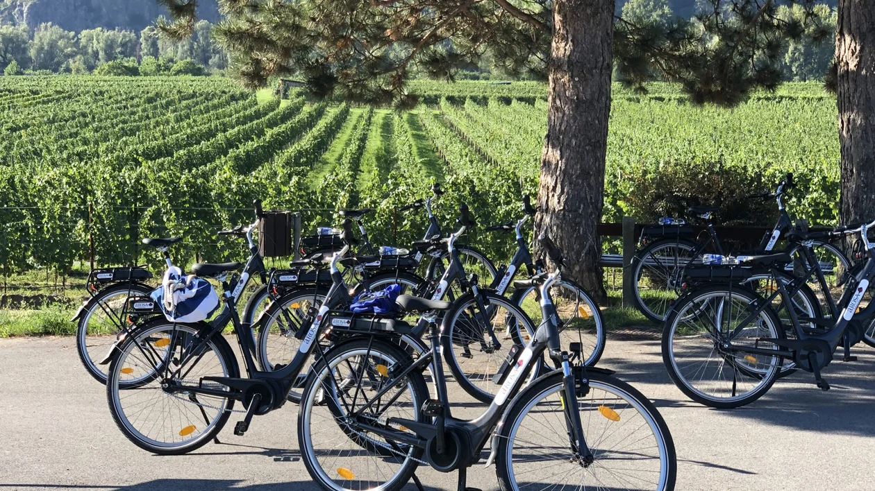 Bicycles parked by a road with vineyards and trees in the background.