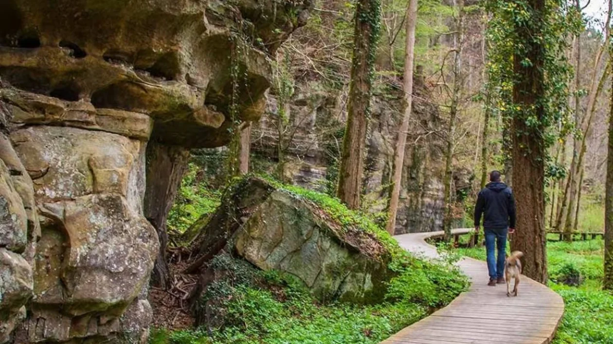 Person walking a dog on a wooden path through a forest with large mossy rocks.