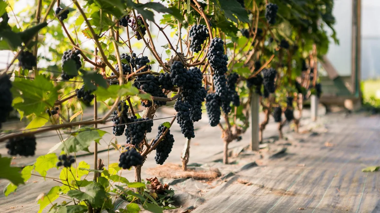 Bunches of dark grapes hanging from vines in a greenhouse.