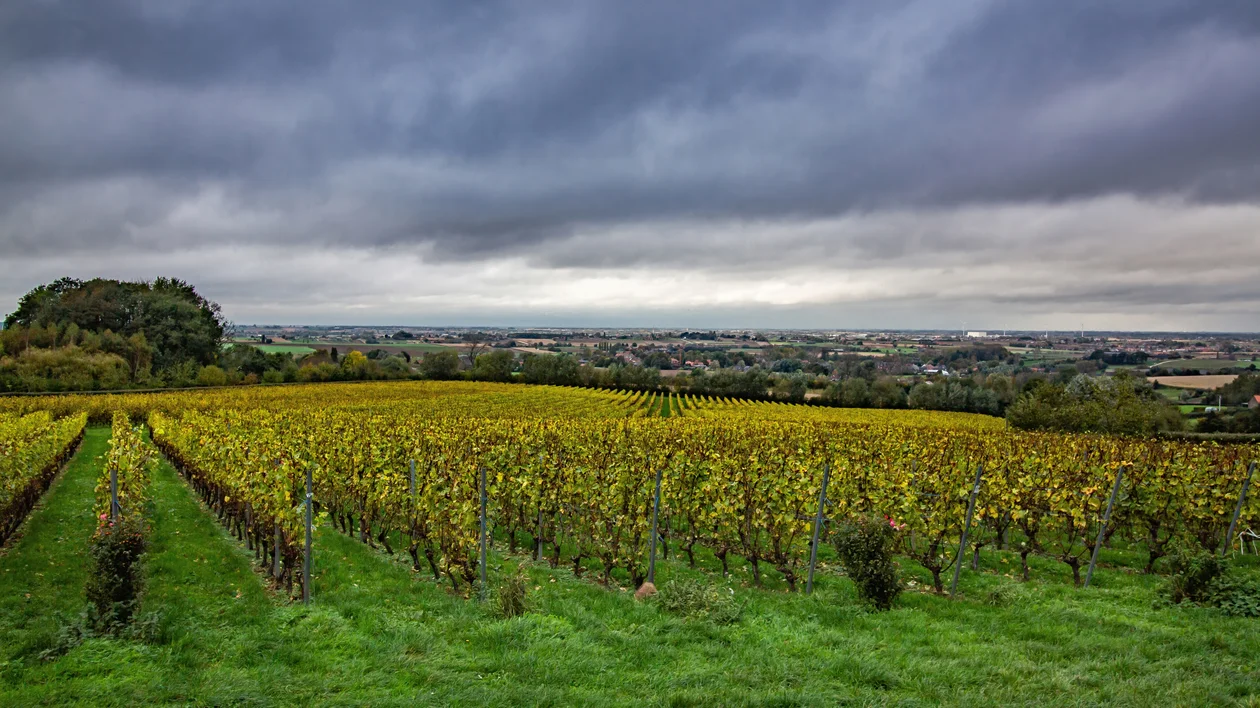 Rows of grapevines in a vineyard under a cloudy, overcast sky.