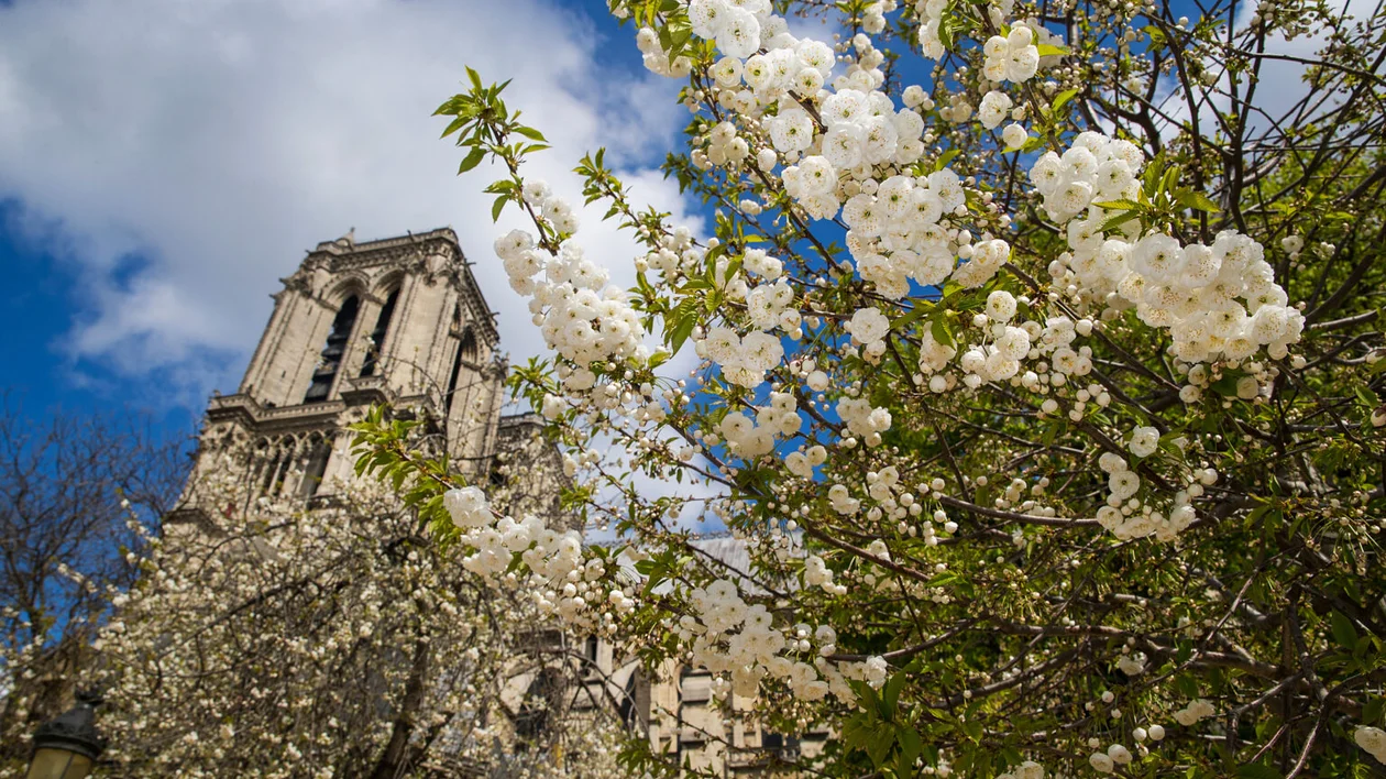 White cherry blossoms with a historic stone tower in the background under a blue sky.