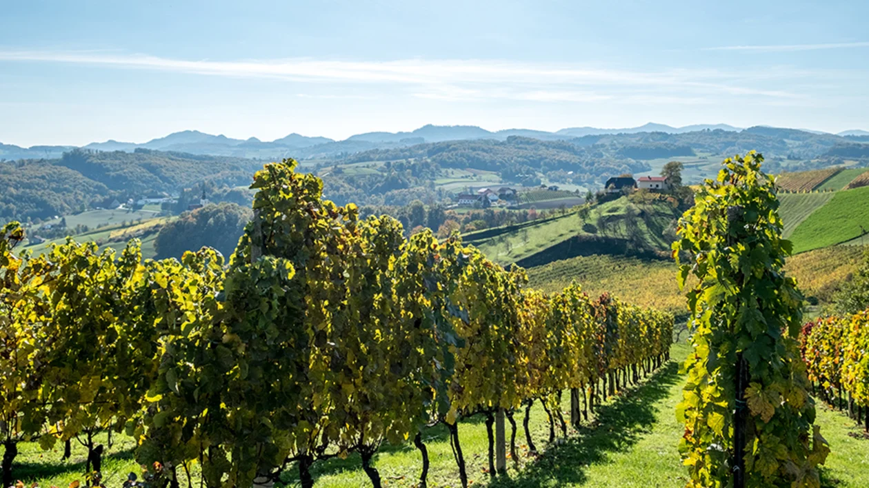Rows of grapevines on a sunny hillside with rolling hills in the background.