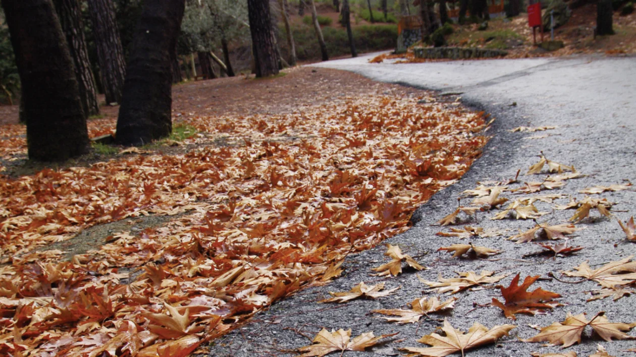 Autumn path covered with orange plane-tree leaves in the Troodos Mountains, Cyprus