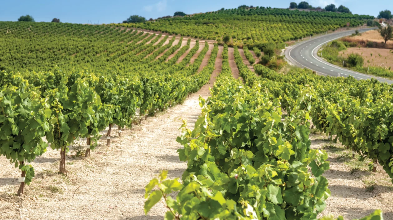 Vineyards on rolling hills in the Cyprus countryside during the grape harvest season