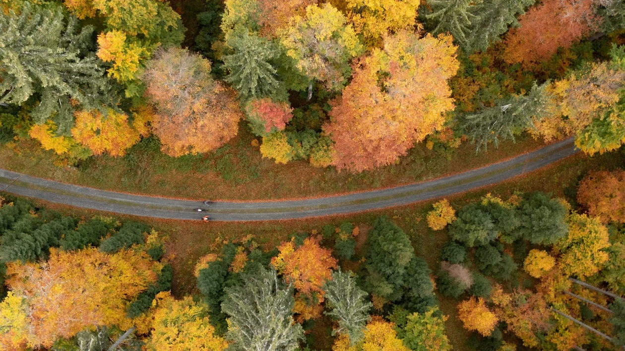 Winding road through autumn forest with vibrant orange and yellow foliage, aerial view.