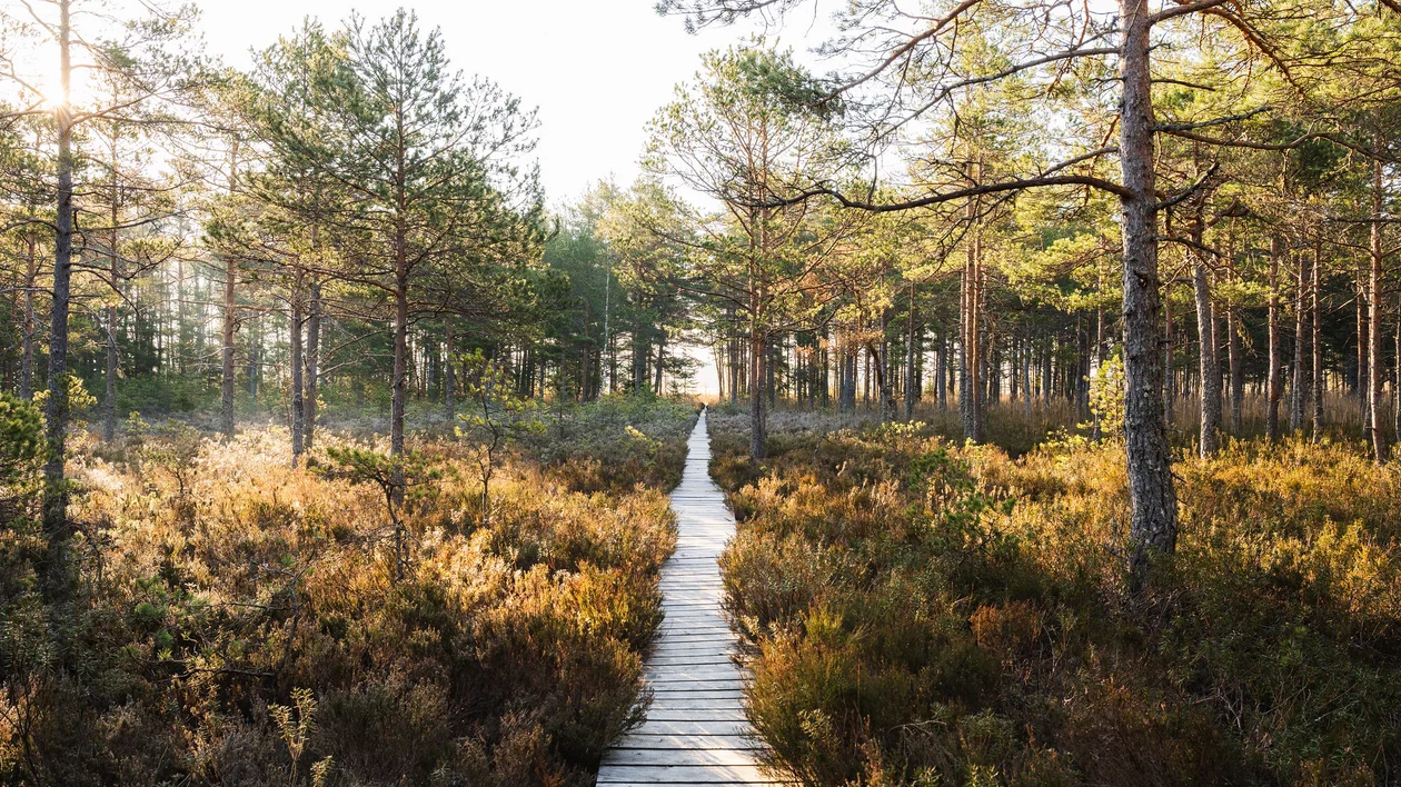 Wooden boardwalk leads through a sunlit forest with tall trees and dense undergrowth.