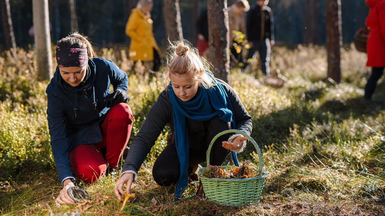 Two women foraging mushrooms in a sunlit forest, others in the background.