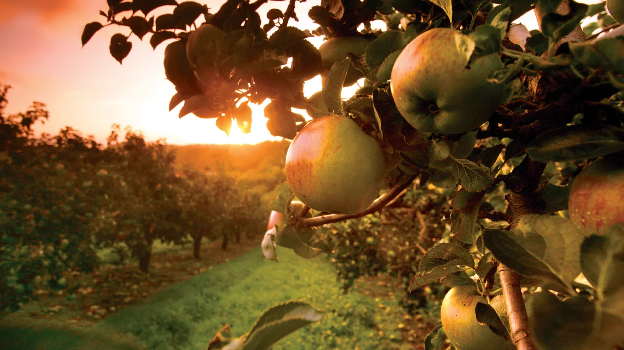 Ripe apples hanging on tree branches in an orchard at sunset.