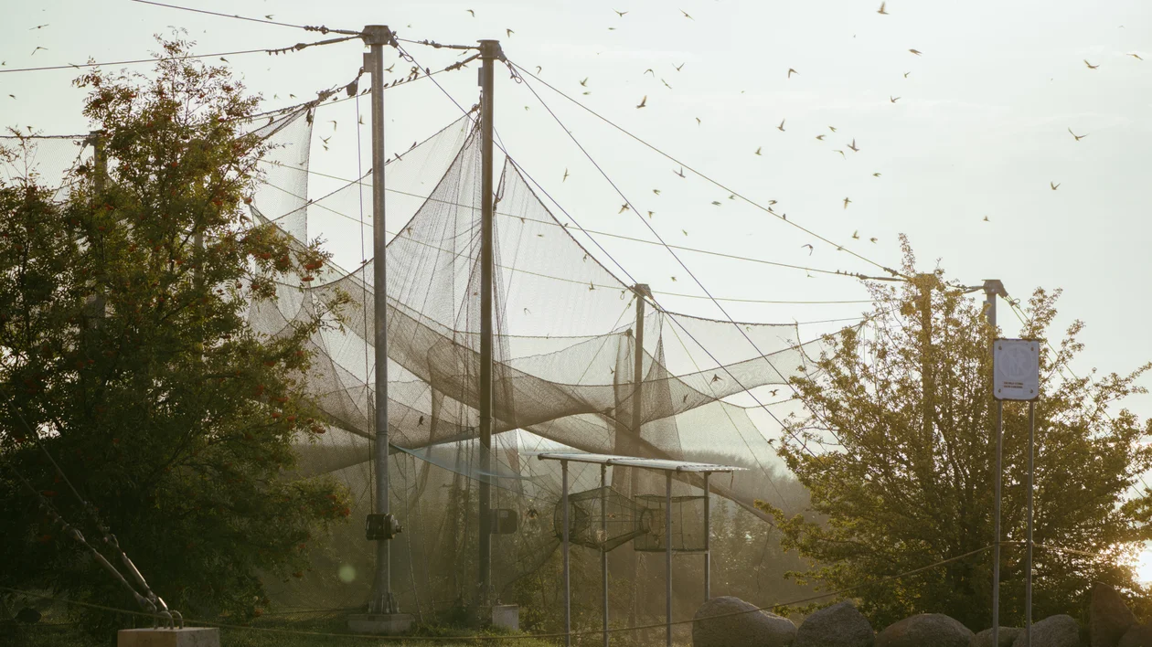 Large outdoor aviary enclosure surrounded by trees, with birds flying overhead.
