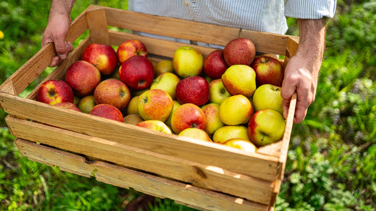 Person holding a wooden crate filled with red and yellow apples outdoors.
