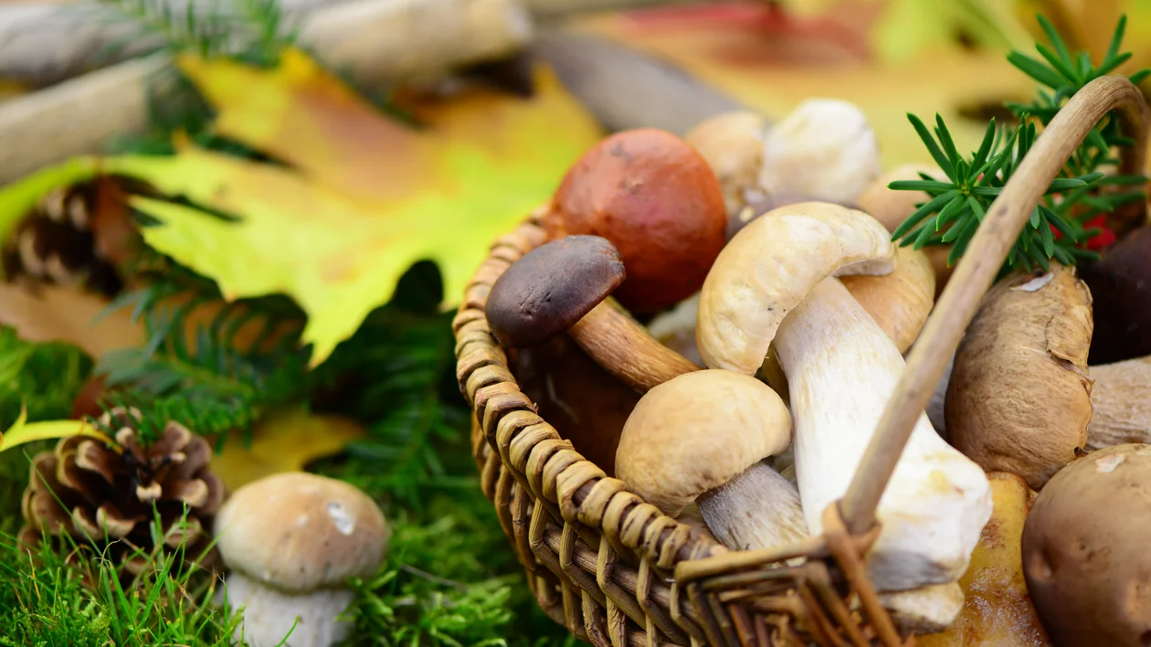 Basket of assorted wild mushrooms with autumn leaves and pinecones nearby.