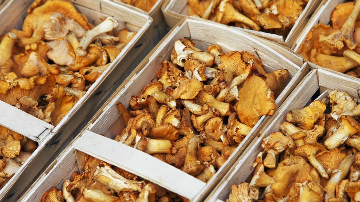 Wooden crates filled with fresh chanterelle mushrooms.