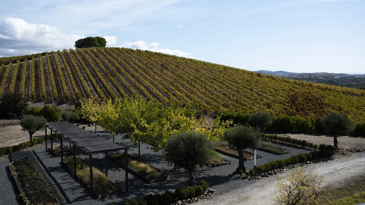 Rolling vineyards and landscaped garden at the Quetzal wine estate in Portugal