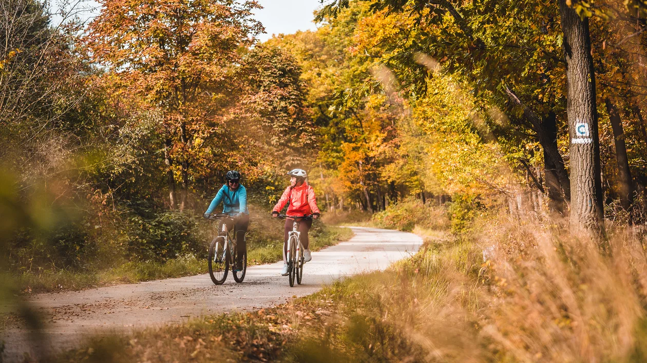 Two cyclists ride on a winding path through a forest with autumn foliage.