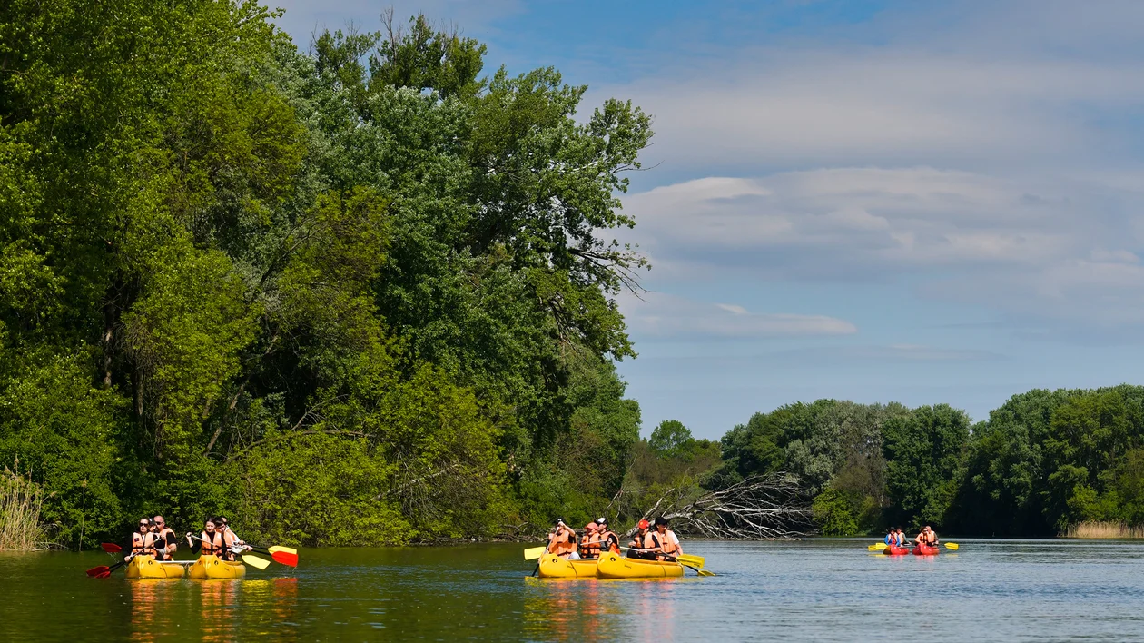 Groups of people kayaking on a calm river surrounded by green trees under a blue sky.