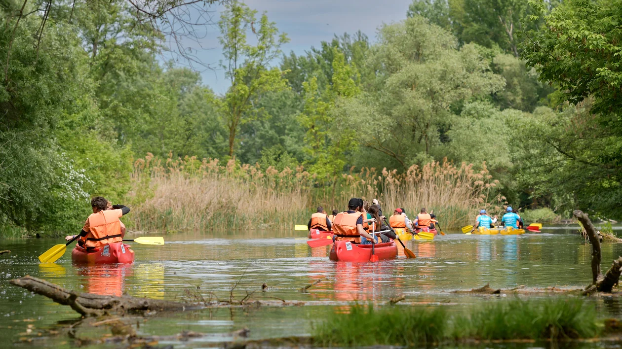 People canoeing on a calm river surrounded by lush green trees and foliage.