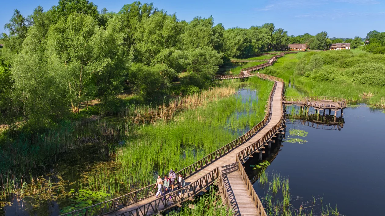 Wooden boardwalk winding through lush green wetlands under a clear blue sky.
