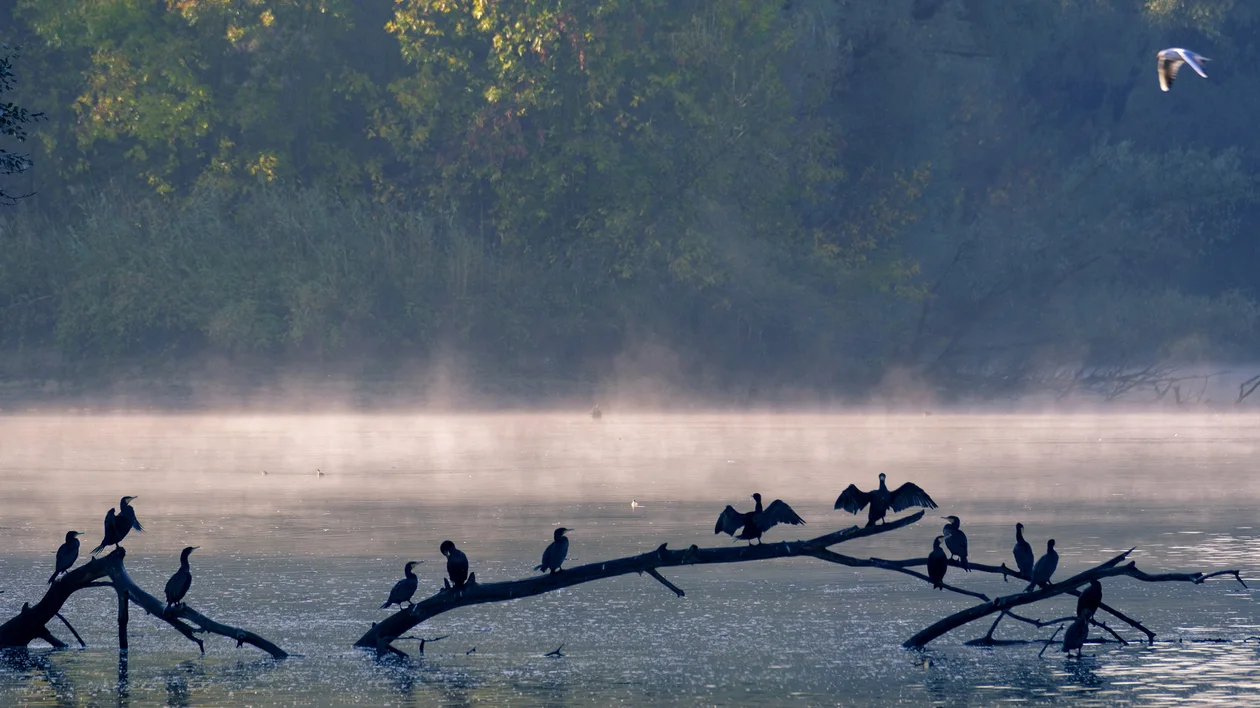 Birds perched on branches over misty water with trees in the background.