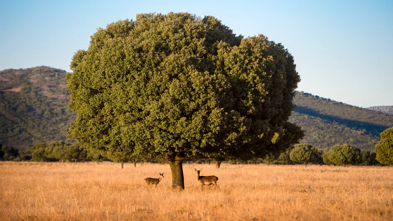 Three deer standing under a large tree in a dry, grassy field with mountains in the background.