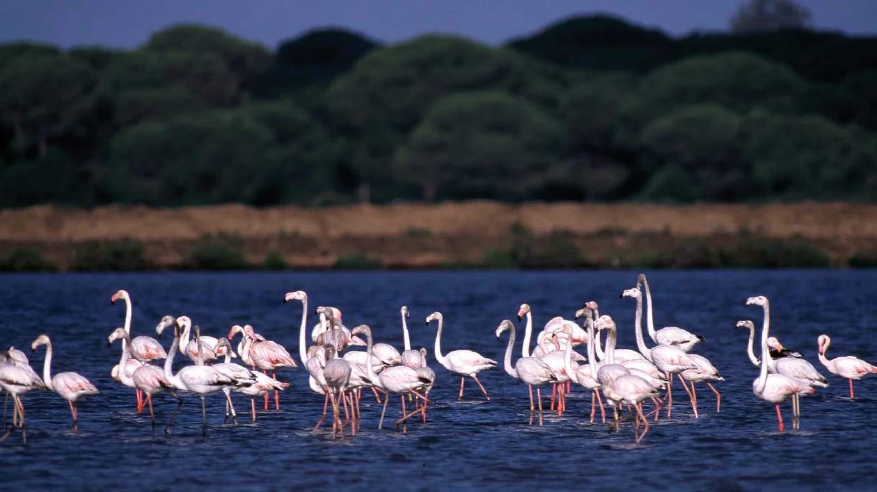 A flock of flamingos standing in shallow blue water with trees in the background.