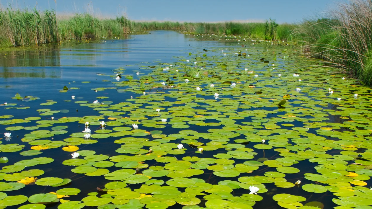 Lily pads floating on calm water surrounded by tall grass under a clear blue sky.