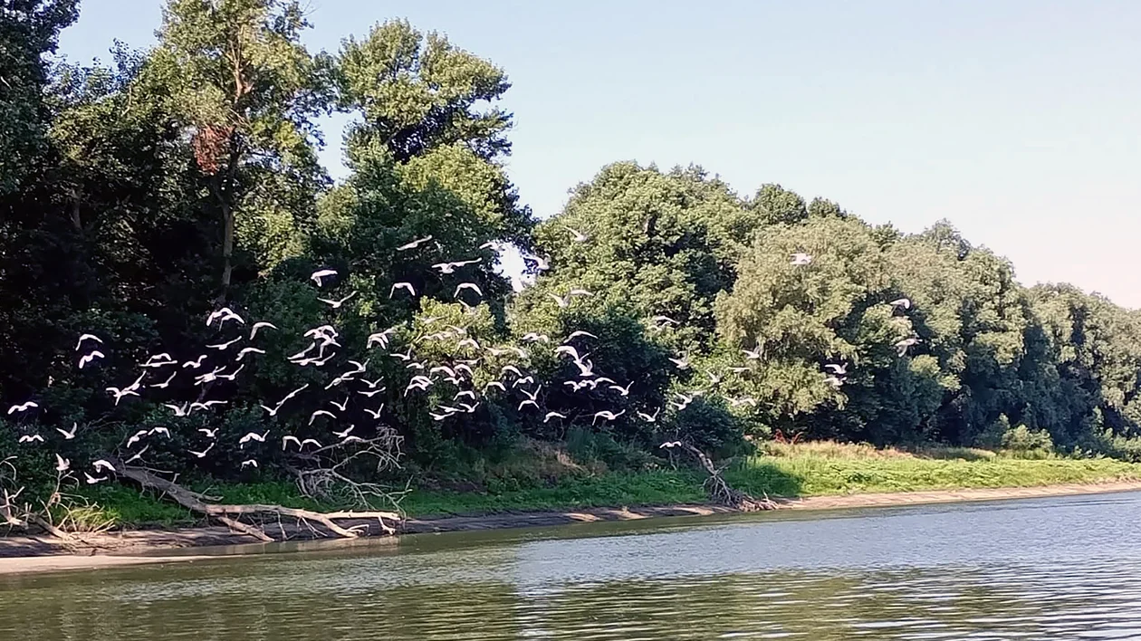 Flock of birds flying over a river near dense green trees on a sunny day.