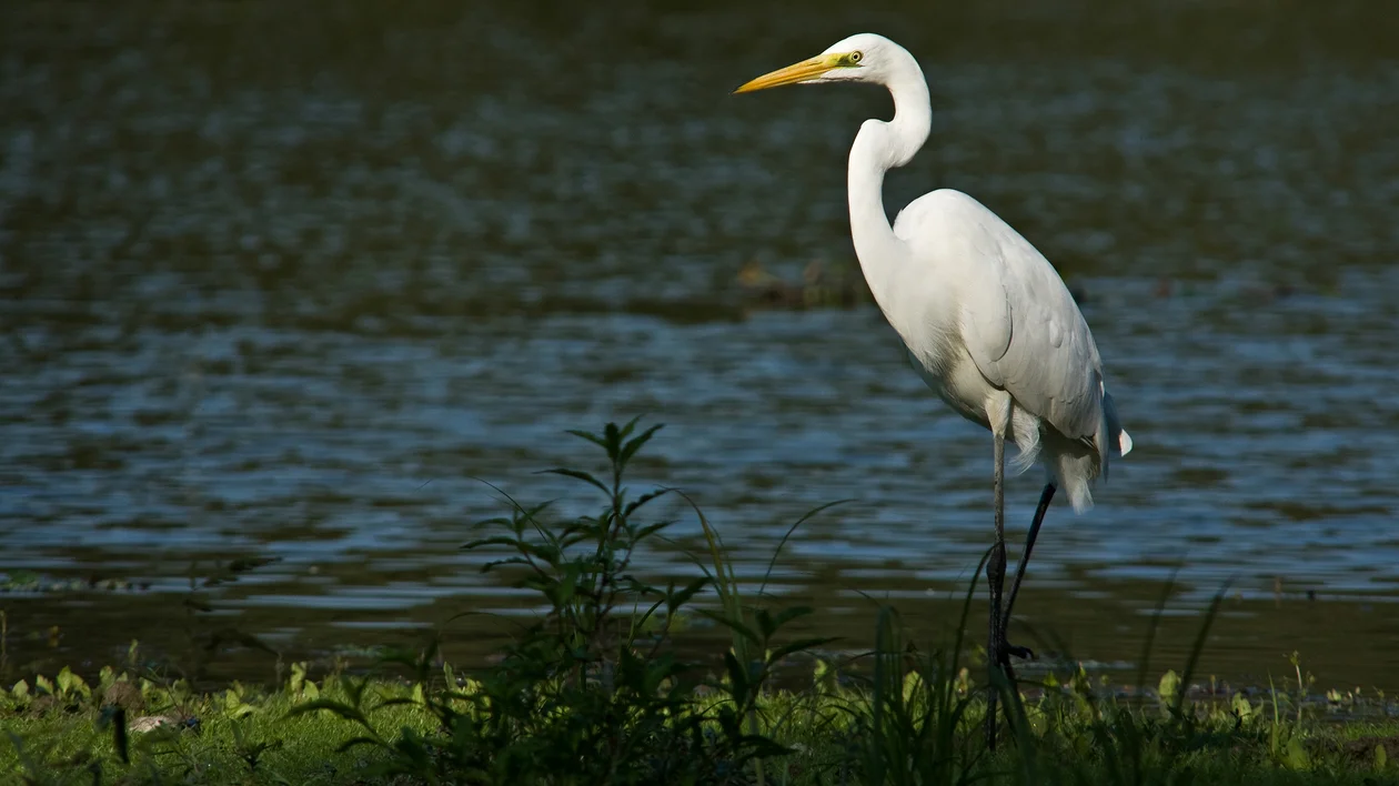 White egret standing by a pond with green grass in the foreground.