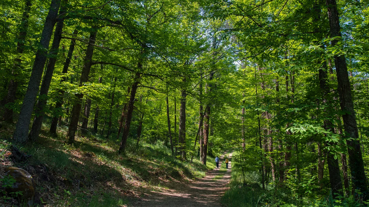 Sunlit forest trail with people walking under tall, green trees.