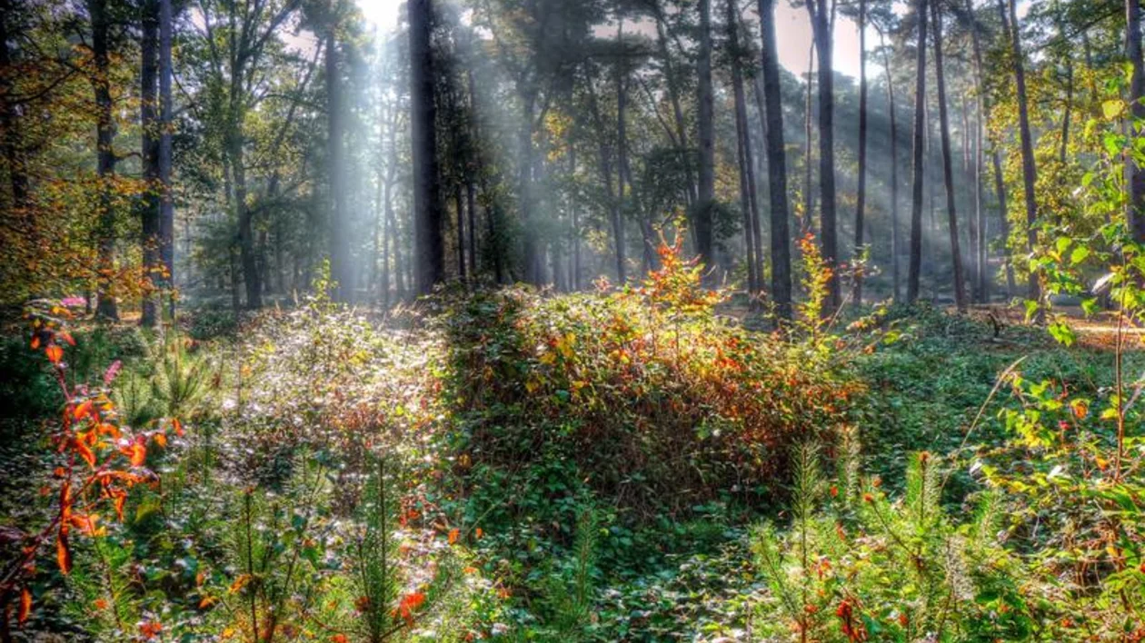 Fontainebleau in France is full of lush greenery and vibrant flowers.