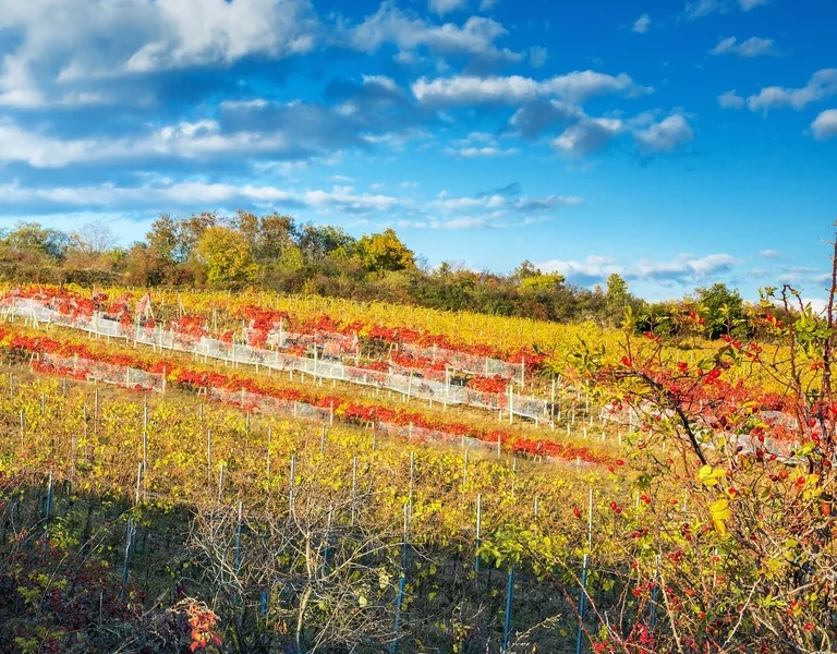 Pezinok wine slovakia