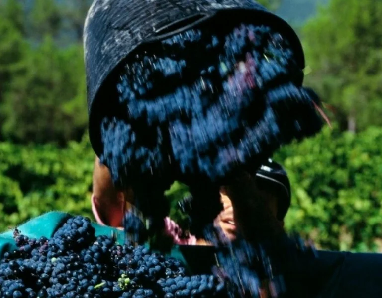 Artès Grape Harvest Festival