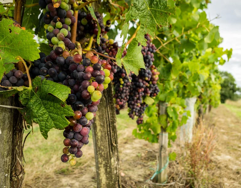 Vines of Bordeaux - France